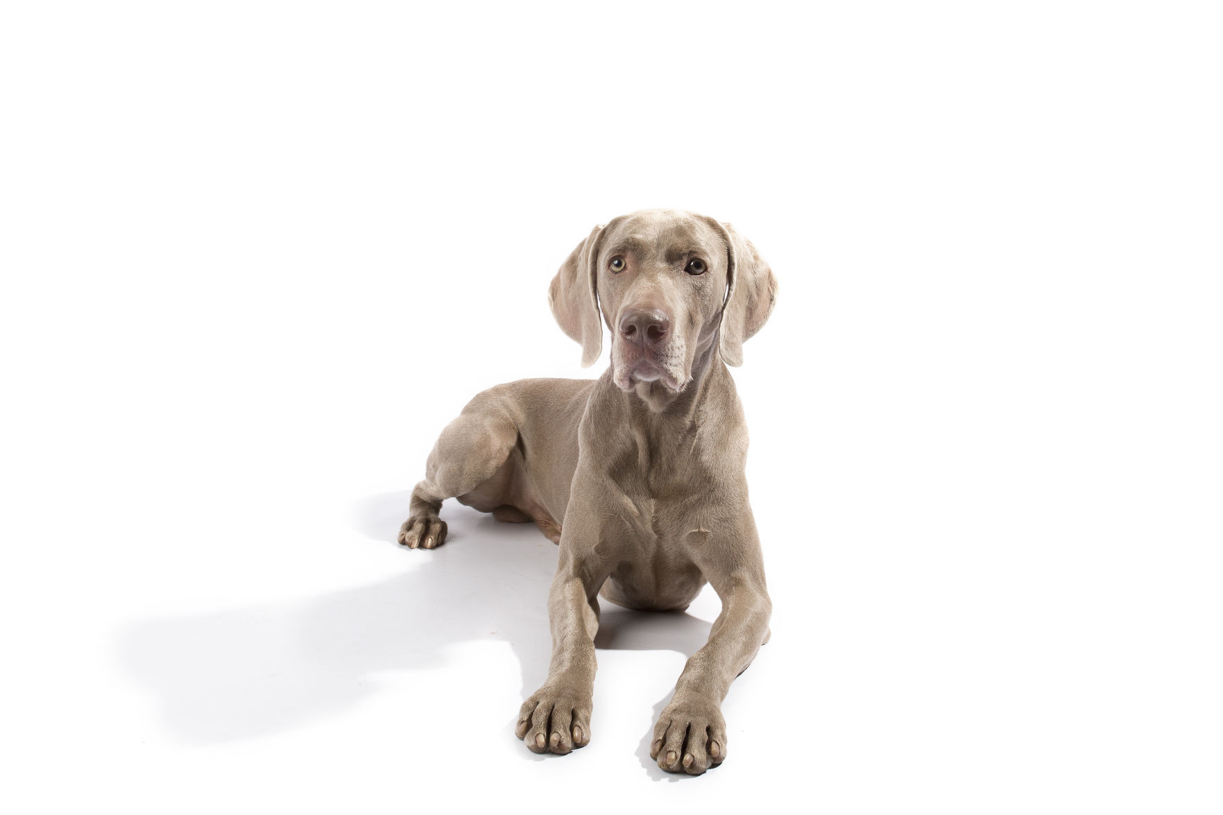 Weimaraner